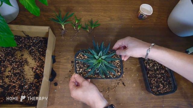 Reporting Succulents. Haworthia and Aloe смотреть онлайн