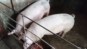 Кормление свиней комбикормом