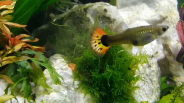 Три светодиодных прожектора по 30 вт смотреть онлайн