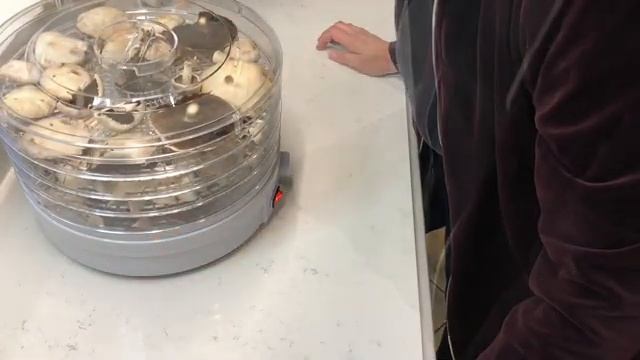 НОВАЯ СУШИЛКА ? ЗАГОТОВКА НЕИЗВЕСТНЫХ ГРИБОВ НА ЗИМУ ? DRYING MUSHROOMS IN FOOD DEHYDRATOR ?@Amond