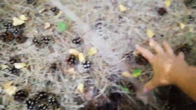 САМАЯ ЛУЧШАЯ МУЛЬЧА В ЛЕСУ.ПОЕЗДКА В СОСНОВЫЙ ЛЕС.СОБИРАЕМ МУЛЬЧУ ДЛЯ ЦВЕТОВ.