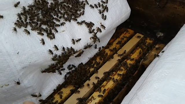 Стартёр от Сергея Алексеевича (РАБОТНИК) смотреть онлайн