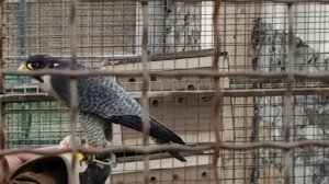 Кормление с руки охотничьего сокола - сапсана. Сапсан - самая быстрая птица. Скорость в пике 400 км
