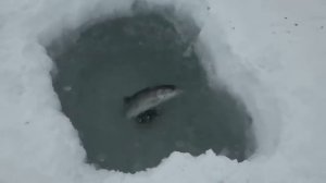 Рыбалка налима на Чукотке и гольца со льда на блесну