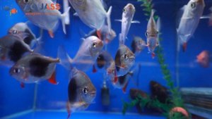?Aquass - Милеус Ламакс 3 (Myleus sp Lamax III) и Метиннис серебристый (Metynnis argenteus)