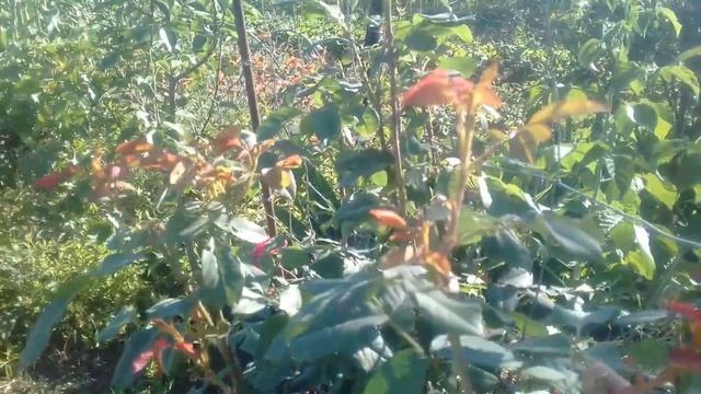 Цветение- лилейники, штокрозы;Аномальная жара 40- роза Остина выдерживает солнце!!! смотреть онлайн