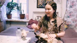 Что делать если кошка агрессивна к щенку