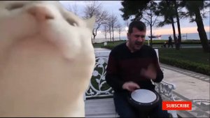 Cat vibing, кавказкий кот джигид танцует под лезгинку