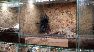 «ТерраМания 11» – межфорумная выставка экзотических животных. Часть 2