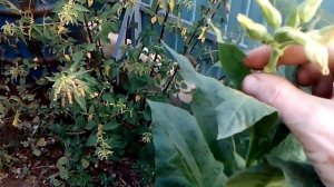 Формирование цветоноса у табака, созревание и сбор семян