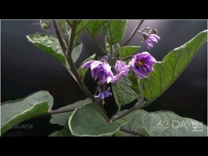 Какую же из милостей Господа вашего вы отвергаете?! Сура Корана Ар-Рахман. Шейх Хасан Али