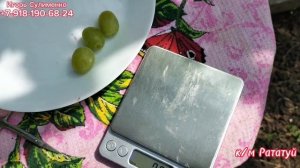 Киш-миш Рататуй