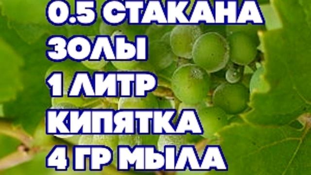 Мучнистая роса (Методы борьбы и профилактика)