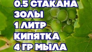 Мучнистая роса (Методы борьбы и профилактика)