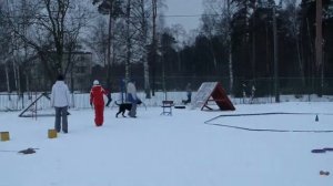 Чеснокова Алла и ризен Котя на соревнованиях"Собака Компаньон" 10.01.15