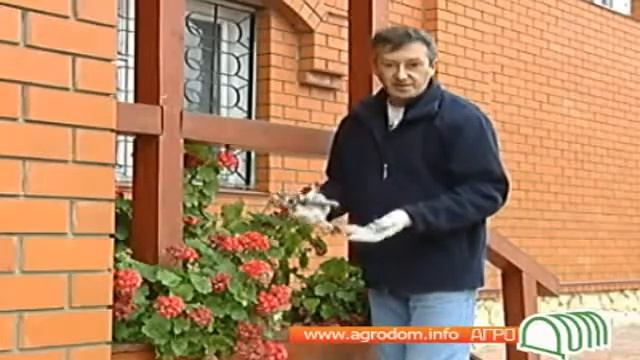 Комнатные цветы осенью смотреть онлайн