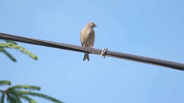 Горная коноплянка ( Linaria flavirostris ) смотреть онлайн