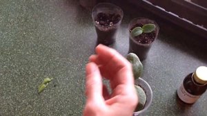 #Прививка #огурца# дыни# арбуз #grafting a cucumber on a pumpkin