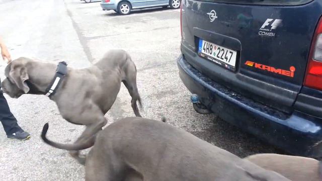 GRAND PRIX SLOVAKIA - 1.6.2013 - DERBY WINNER SHOW 2.6.2013 III. смотреть онлайн