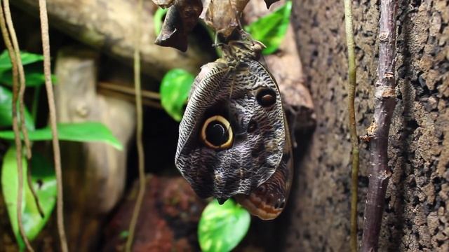 Caligo memnon hatch ! Timelapse смотреть онлайн