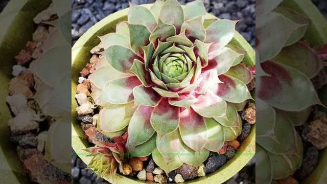 33 Sempervivum Varieties with Identification | Hens and Chicks Succulents | Plant and Planting