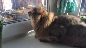 Что делает эта кошка? Ч.2