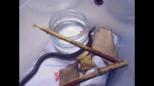 Узорчатый полоз: содержание, кормление, уход