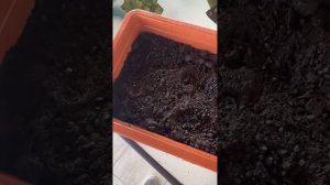 Зелень на подоконнике (петрушка, укроп, лук и кинза все в одном вазончике).