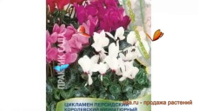Цикламен персидский Персидский Королевский миниатюрный смесь окрасок ? обзор: как сажать, семена