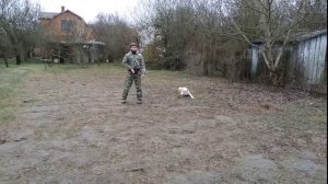 Дрессировка Среднеазиатской овчарки АЛАБАЙ 4 месяца