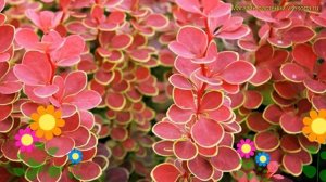Барбарис тунберга Орэнж Санрайз. Краткий обзор, описание berberis thunbergii Orange Sunrise