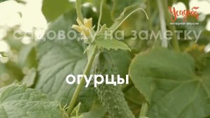 Лучшие огурцы компании «Гавриш»