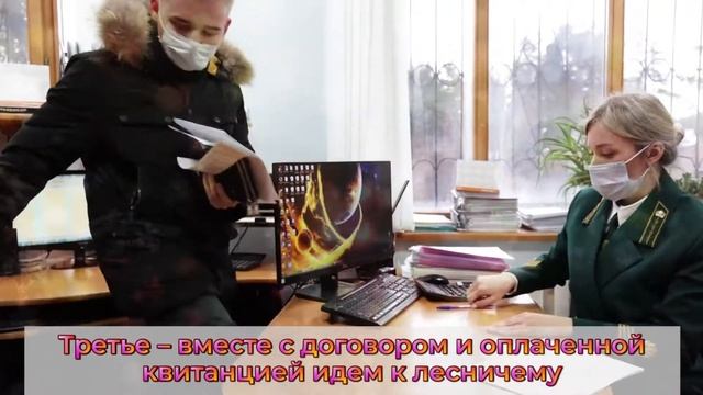 Как выбрать новогоднюю елку Инструкция