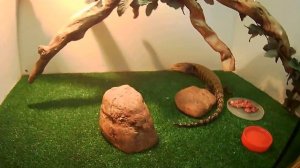 Виды домашних ящериц, Сцинк гигантский синеязыкий, экскурсия в зоопарке