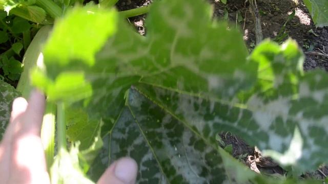 103??Кабачки кавили,казанова F 1,генерал,желтоплодный,чёрный красавец и тыква мускатная витаминная смотреть онлайн