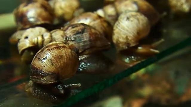 В Благовещенске вошли в моду улитки смотреть онлайн