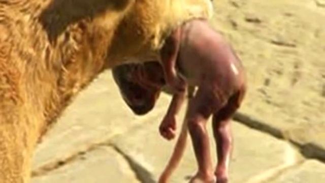 Когда люди увидели, кого несет собака, волосы стали дыбом… Но дальнейшее удивило еще больше смотреть онлайн