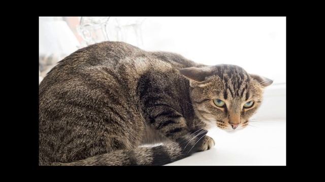 4 ошибки, которые совершают владельцы домашних животных смотреть онлайн