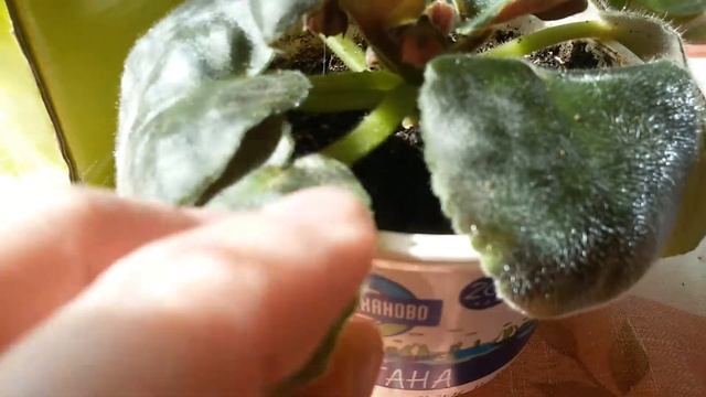 Сочно спасаю фиалочки. Часть 1. смотреть онлайн