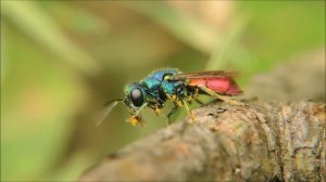 оса-блестянка