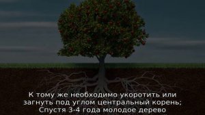 Как вырастить яблоню из семечка в домашних условиях
