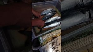 Сушим вялим рыбу перед копчением.