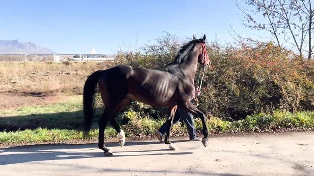 Продажа Ч/к жеребец 2017 г.р. Sweet Ducky - Финка ЦЕНА по тел +79883400208 Telegram WhatsApp смотреть онлайн