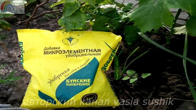 Признаки болезни винограда.Почему скручиваются листья у винограда что делать смотреть онлайн