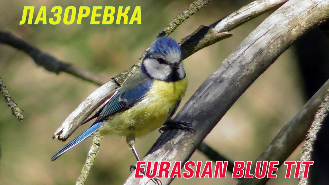 Лазоревка / Eurasian blue tit / Cinciarella / Синиця блакитна