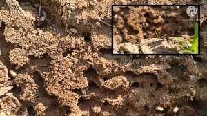 Из жизни Насекомых. Муравьи