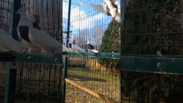 Голуби Чебаркули смотреть онлайн