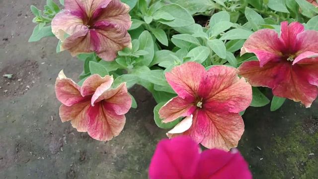 Petunia hibryd orenj смотреть онлайн
