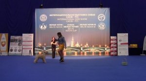 Тренировочный Васильева Анастасия и Ирландский мягкошерстный пшеничный терьер Арья Золотых Грёз