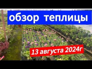 Обзор теплицы 13 августа 2024г.